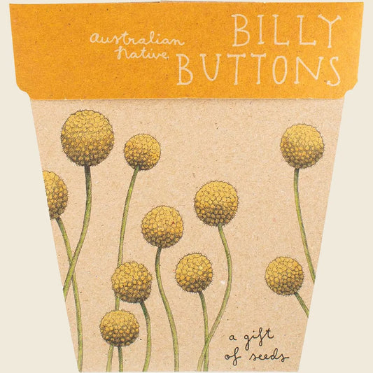 Gift of Seeds Billy Buttons
