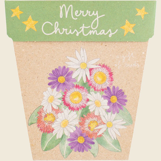 Gift of Seeds Christmas Native Daisies