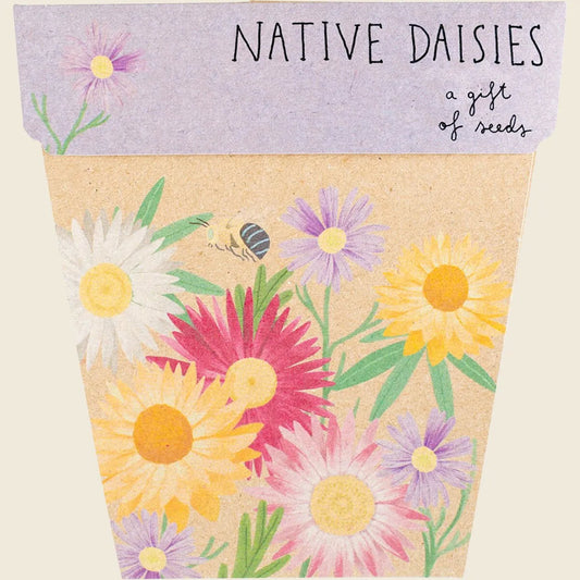 Gift of Seeds Daisies Native